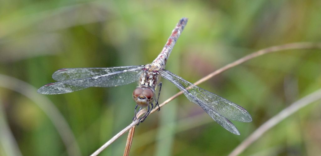 Sympetrum ?